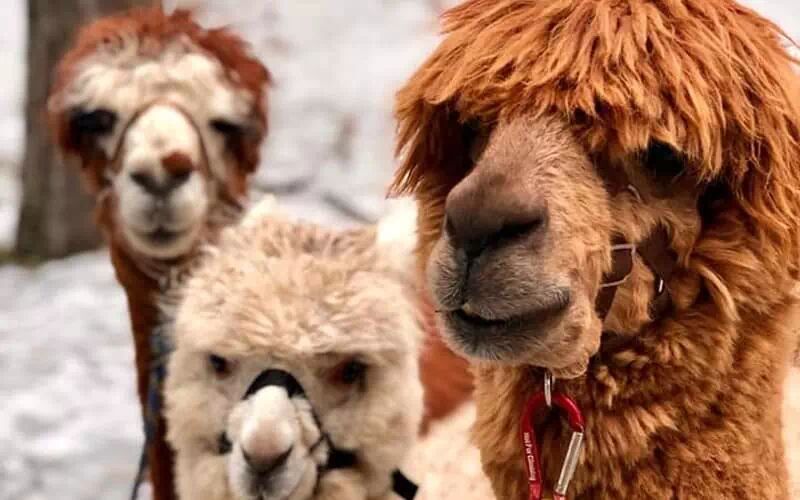 Alpaca trekking on Etna